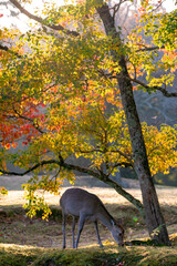 秋の奈良公園の鹿