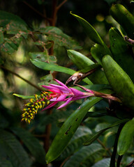 bromeliad flower