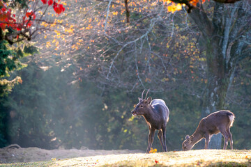 Obraz na płótnie Canvas 秋の奈良公園の鹿