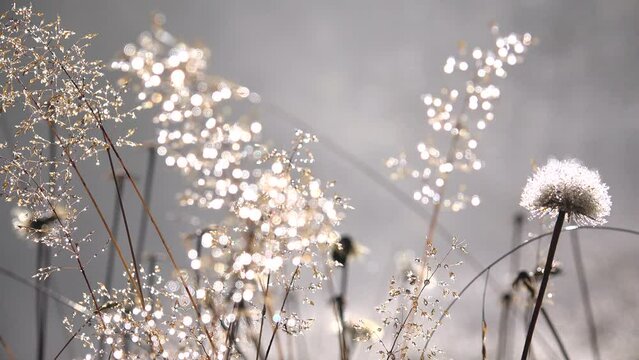 Fog, Dew in Dandelion Flower, Foggy Smoke Magic Mystical Glade, Frosted Grass on Meadow in Mountains, Mysterious Scary Scenery