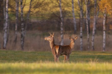 Naklejka na ściany i meble Two red deers female standing on the meadow. Cervus elaphus. 