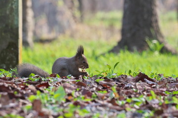 Chipmunk and Ezo squirrel in Hokkaido Eastern Park