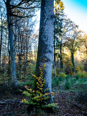 Obraz premium Wiederaufforstung 