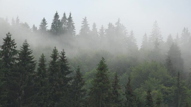 Raining in Mountains, Clouds Mystical Fog, Cloudy Rainy Day, Foggy Forest, Stormy Mist Smoke in Alpine Wood, Overcast Timelapse