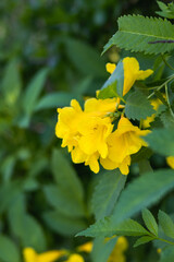Krzew z żółtymi kwiatami na Cyprze - obrazy, fototapety, plakaty