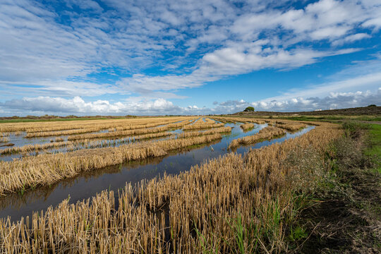 Rice fields / paddy fields against a blue sky with white clouds in Comporta, an area south of Lisbon in Portugal