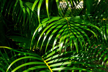 Tropical palm leaves,Tropical green plam leaves background.