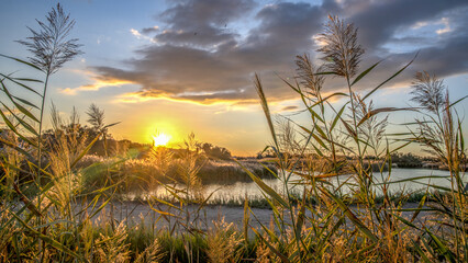 Coucher de soleil sur des étangs de Camargue dans le Sud de la France avec des joncs au premier plan - obrazy, fototapety, plakaty
