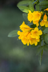 Krzew z żółtymi kwiatami na Cyprze - obrazy, fototapety, plakaty