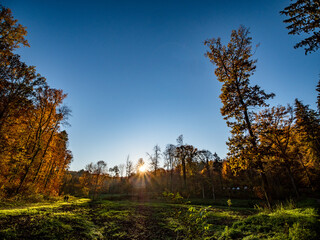 Fototapeta premium Frisch gefällte Bäume