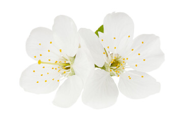 Cherry flower on a white background. Blooming tree.