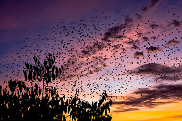 Vol d’étourneaux au coucher du soleil  © Unclesam