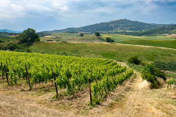 Fototapeta na wymiar Italian landscape along via Francigena, between Ponte d'Arbia and San Quirico d'Orcia, Tuscany, June 2022