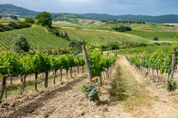 Italian landscape along via Francigena, between Ponte d'Arbia and San Quirico d'Orcia, Tuscany,...