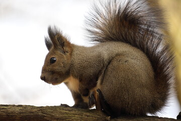 Chipmunk and Ezo squirrel in Hokkaido Eastern Park