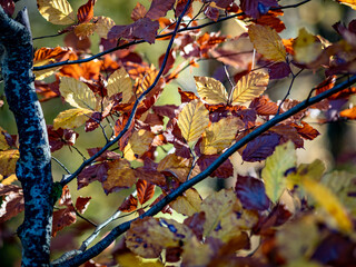 Herbstwald im November