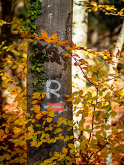Markierter Baumstamm im Wald