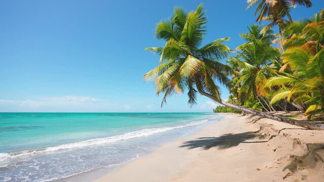 Exotic palm trees on a paradise island in the Caribbean. Landscape of a sandy beach with coconut palms on the coast of the ocean. Background of blue sea and blue sky. The camera is stationary.