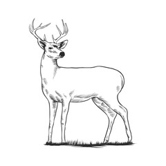 deer silhouette vector