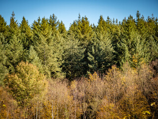 Herbstwald im November