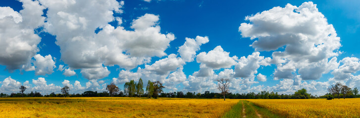 Fototapeta na wymiar Panorama l view of white clouds in the blue sky in day light over the yellow rice fields and trees on a farmland in rural Thailand.Ripe rice field and sky landscape on the farm.