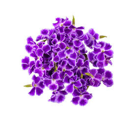 Fototapeta Violet flower isolated on transparent png obraz