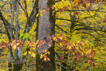 Obraz premium Yellow autumn forest in europe