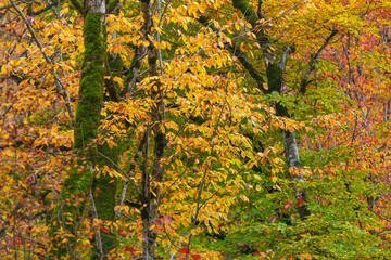 Yellow autumn forest in europe