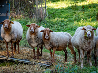 Kleine Herde Schafe grasen auf der Weide