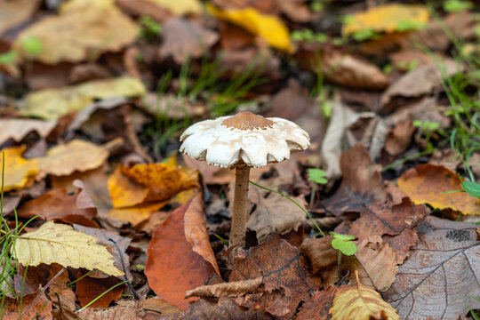 Macrolepiota procera mushrooms in the autumn forest