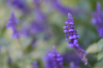 decorative plants in a garden. detail. photo during the day.