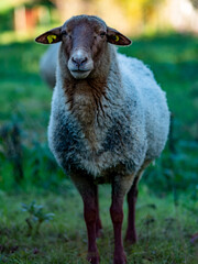 Obraz na płótnie Canvas Kleine Herde Schafe grasen auf der Weide