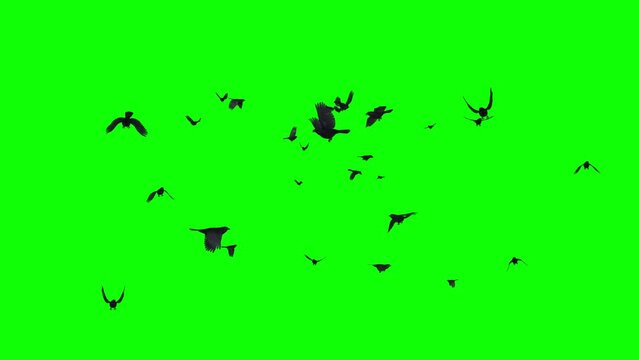 Black Birds as Crow or Raven- Large Flock Flying Around - 3D Animation Loop - Green Screen