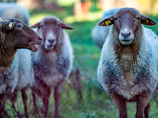 Fototapeta premium Kleine Herde Schafe grasen auf der Weide