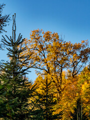 Fototapeta premium Wiederaufforstung im Mischwald