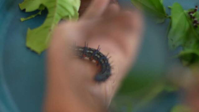 Euthalia aconthea. Observe caterpillars walking on the palm of the hand using a magnifying glass.