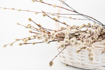 Wicker basket with pussy willow tree branches on white background. Spring concept, Palm Sunday concept.
