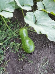 Obraz premium Zucchini and leaves. Color photograph of a plant.