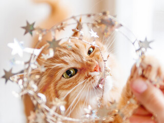 Playful ginger cat bites tinsel with golden stars. Fluffy pet plays with decorations for New Year...