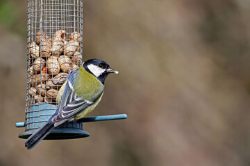 Cute wild eurasian great tit (Parus major) eating peanuts from a bird feeder. Image with space for text. Small and common garden bird with vibrant yellow and blue colors. Attracting birds to garden.