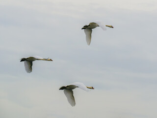 Three swans flying in light sky