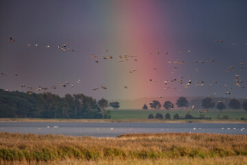 Naklejka premium kraniche im regenbogen