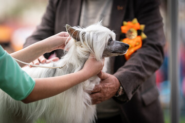 Chinese Crested Dog, dog exhibition photo