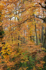 Goldenes Herbstlaub im Laubwald