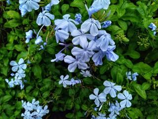 Plumbago auriculata, The Cape leadwort, Blue plumbago or Cape plumbago.
The special nickname...