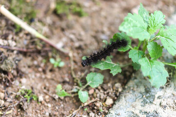 Insects in the Forest