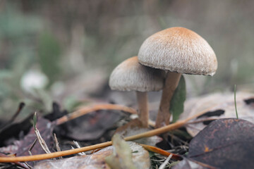 Close-up of mushrooms in the autumn forest.