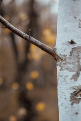 Birch trees in a golden deciduous forest, tree trunks close-up. Bright autumn scene. Atmospheric landscape. Forestry, seasons, ecology, environmental conservation theme