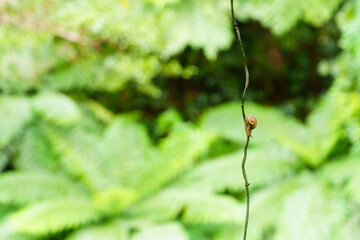 カタツムリと熱帯雨林　マクロ