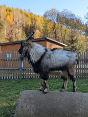 Obraz premium Mountain goat